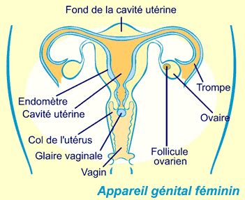 Sexe vaginal classique Escorte Thiers